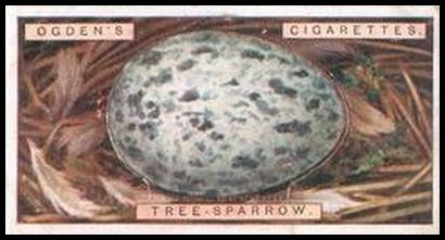 38 Tree Sparrow